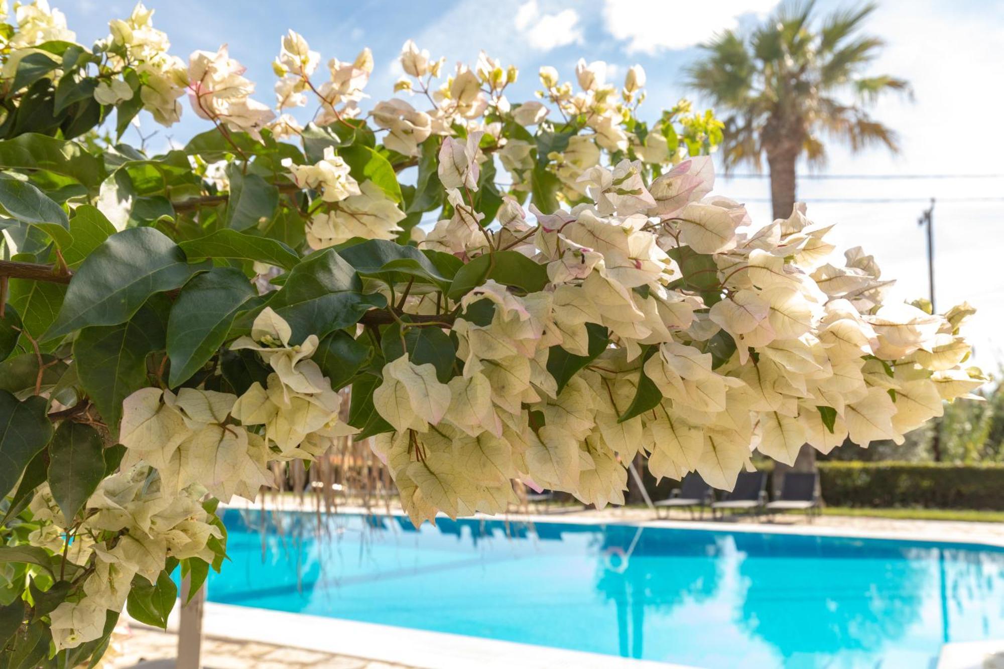 Gerekos Island Apartments コントカリ エクステリア 写真